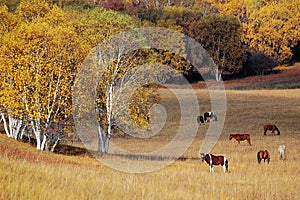 Horses grazing in prairie with birch trees