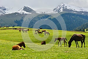 Horses grazing on the Qiongkushitai grassland in Xinjiang