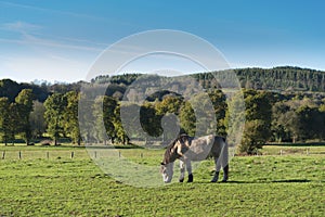 Horses grazing in a rural area Galicia Spain