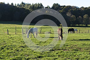 Horses grazing in a rural area in Galicia Spain