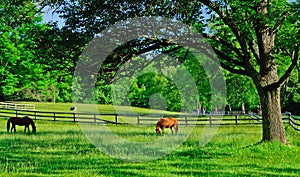 Horses grazing in a rural farm pasture