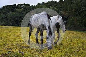 Horses grazing on a rural pasture near the forest. Livestock animals feed on farm yard