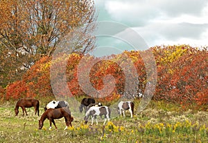Horses grazing scene