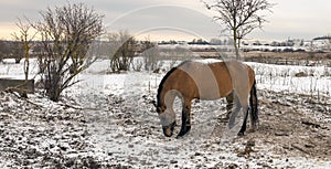 Horses grazing on a snow-covered meadow
