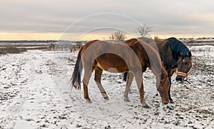 Horses grazing on a snow-covered meadow