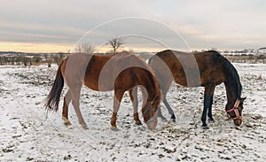 Horses grazing on a snow-covered meadow