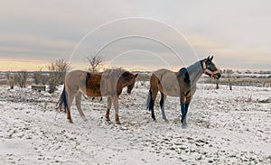 Horses grazing on a snow-covered meadow