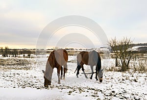 Horses grazing on a snow-covered meadow