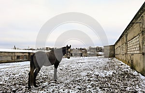 Horses grazing on a snow-covered meadow