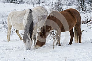 Horses grazing in snowy winter landscape