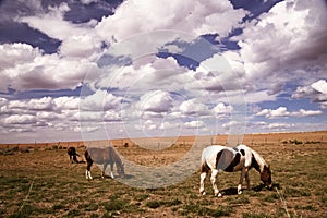 Horses grazing in Southwestern Colorado