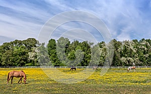 Horses grazing during Spring in a field with Buttercups in the countryside of Maryland
