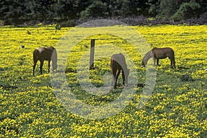 Horses grazing in spring field, Santa Paula, CA