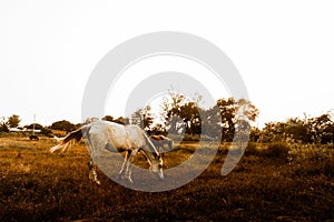 Horses grazing at sunset golden hour.