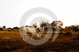 Horses grazing at sunset golden hour