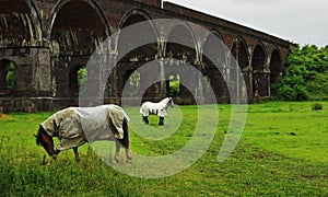 Horses Grazing Under Stanway Viaduct