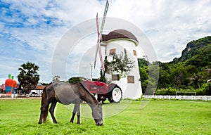 Horses grazing on a windmill farm natural scenery