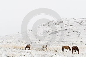 Horses grazing in winter snow colorado rocky mountains