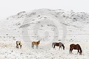 Cavalli pascoli inverno la neve roccioso montagne 