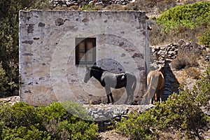 Horses in Greek province photo