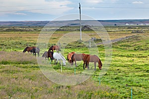 Horses in a green field of grass at Iceland Rural landscape