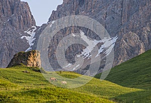 Horses in the green fields at sunrise, Dolomites, Italy