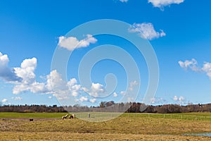 Horses on Green Grassy Field under Bright Blue Sky