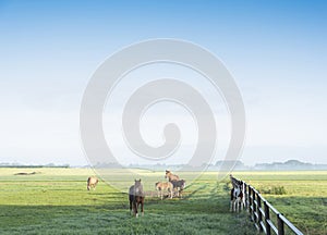 horses in green grassy meadow and distant farm in holland under blue sky on summer morning