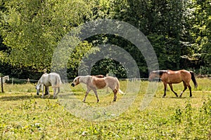 Horses on the green meadow