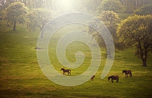 Horses on green meadow in spring