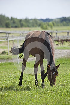 Horses on the meadow in the summer photo