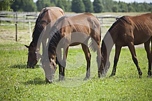 Horses on the meadow in the summer photo