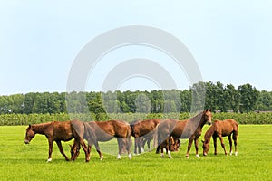 Horses in green meadows