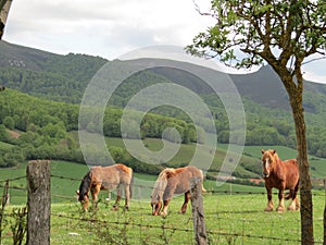 Horses in green pasture