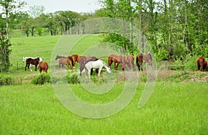 Horses in Green Pasture