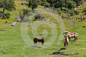 Horses at green pasture of Chilean Patagonia