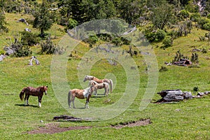 Horses at green pasture of Chilean Patagonia