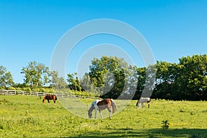 Horses at green pastures of horse farms.