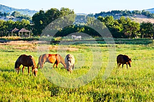 The horses on the green prairie