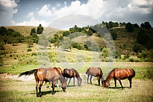 Horses on green rural land
