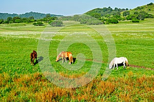 The horses on the green steppe