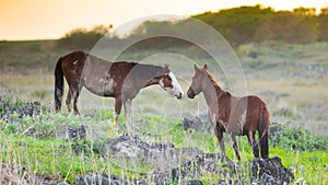 Horses greeting each other Easter Island