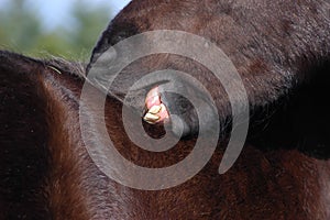 Horses Grooming