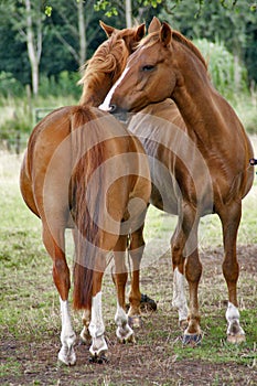 Horses grooming each other