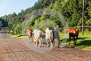 Horses Grooms Walking Countryside Road