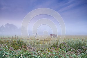 Horses, group and field at farm, grass and mist for grazing, eating or freedom together in morning. Horse farming