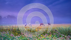 Horses, group and field in mist, farm and nature for grazing, eating and freedom together in morning. Horse farming