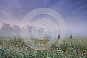 Horses, group and field in nature, farm and mist for grazing, eating and freedom together in morning. Horse farming