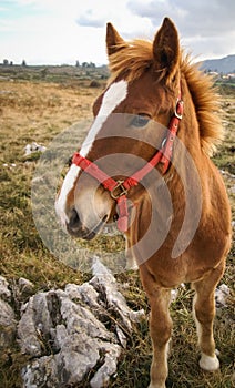Horses, Guadamia, Asturia y Cantabria, Spain photo
