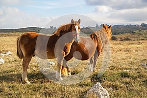 Horses, Guadamia, Asturia y Cantabria, Spain photo